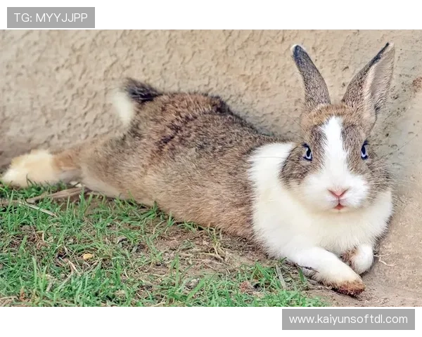 使用开运网页版实现个人运势分析与未来趋势预测的最佳选择 使用开运网页版实现个人运势分析与未来趋势预测的最佳选择